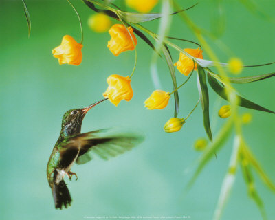 colibri