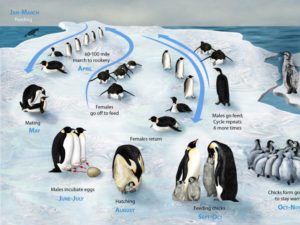 penguin